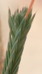 Psammotropha quadrangularis quadrangularis