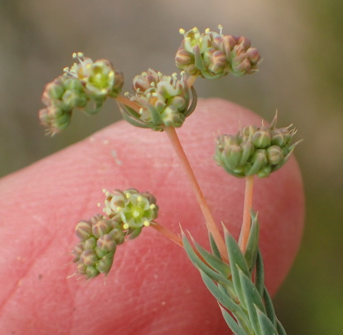 Variedad Psammotropha quadrangularis quadrangularis · NaturaLista Mexico