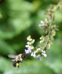 Bombus impatiens image