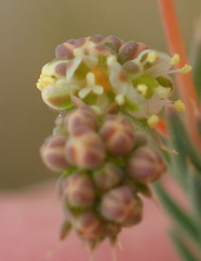 Psammotropha quadrangularis quadrangularis