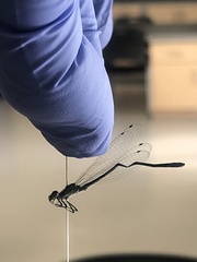 Enallagma geminatum