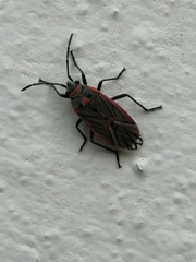 Melacoryphus nigrinervis