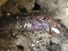 Holothuria grisea