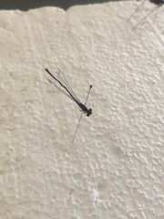 Enallagma geminatum