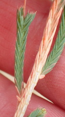 Psammotropha quadrangularis quadrangularis