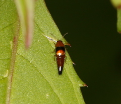 Tachyporus obtusus