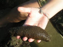 Holothuria grisea