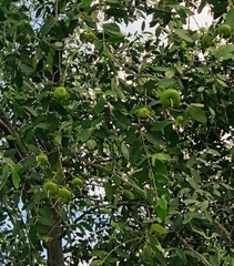 Sonneratia caseolaris