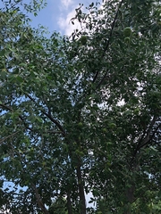 Sonneratia caseolaris