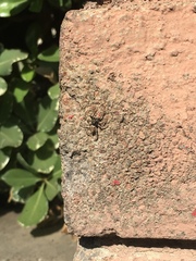 Menemerus semilimbatus