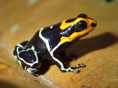 Ranitomeya fantastica