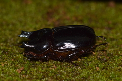Bothynus entellus