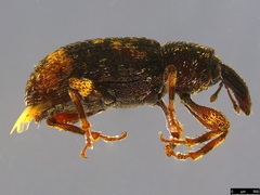 Anorthorhinus pictipes