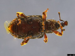 Anorthorhinus pictipes