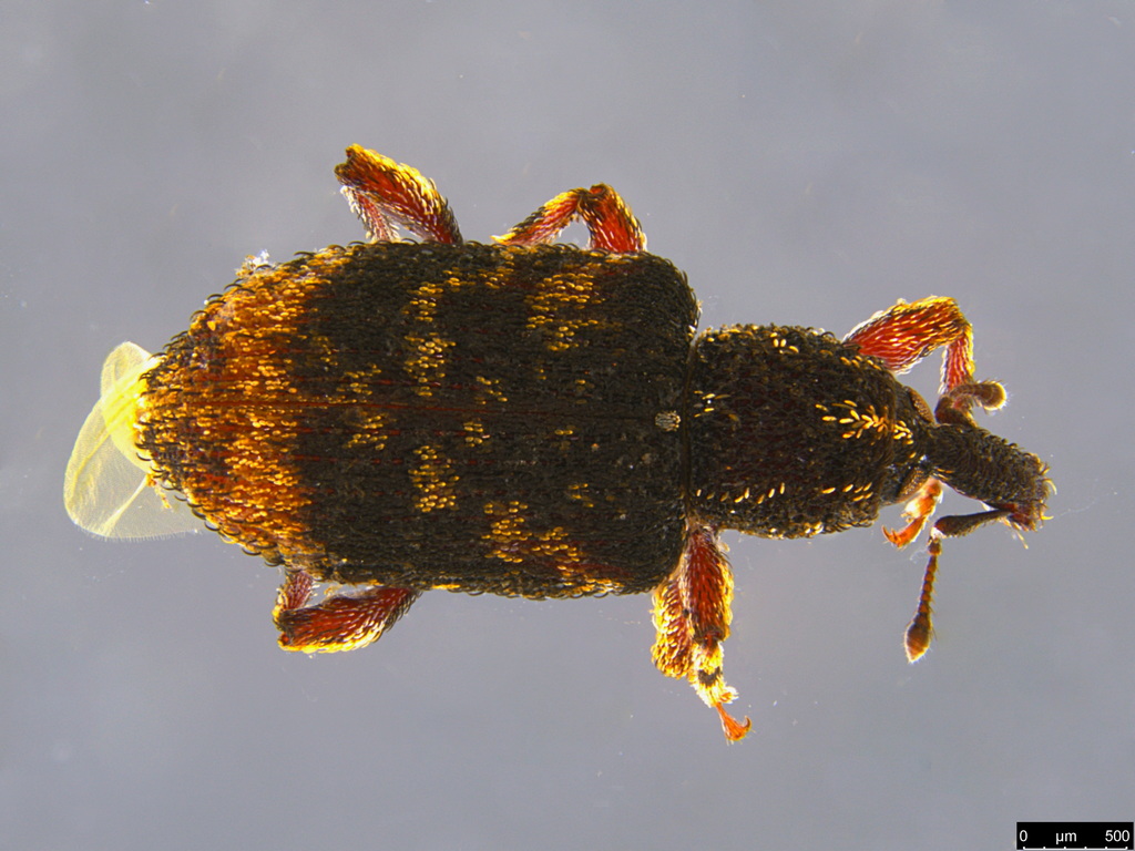 Anorthorhinus