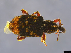 Anorthorhinus pictipes