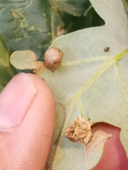 Neuroterus anthracinus