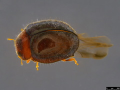 Rhyzobius lophanthae