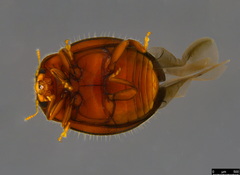 Rhyzobius lophanthae