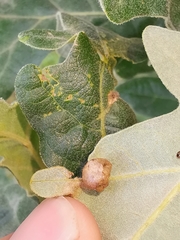 Neuroterus anthracinus