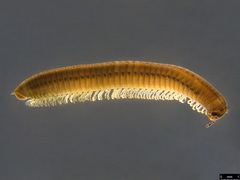 Juloidea