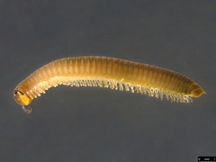 Juloidea