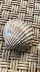 Acanthocardia tuberculata