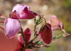 Polygala microlopha