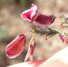 Polygala microlopha