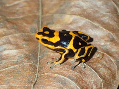 Ranitomeya summersi