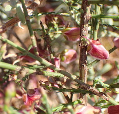 Polygala microlopha