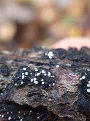Polydesmia pruinosa