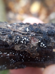 Polydesmia pruinosa