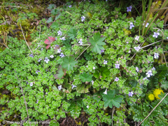 Clinopodium nubigenum