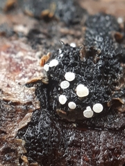 Polydesmia pruinosa