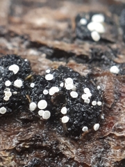 Polydesmia pruinosa