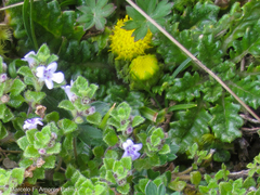 Clinopodium nubigenum