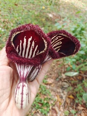 Aristolochia tongbiguanensis