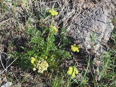 Lomatium plummerae