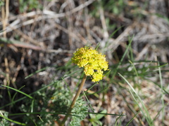 Lomatium plummerae