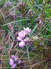 Gentianella foliosa