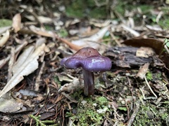 Cortinarius salor