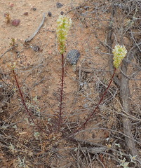Hebenstretia integrifolia