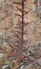 Hebenstretia integrifolia
