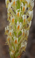 Hebenstretia integrifolia