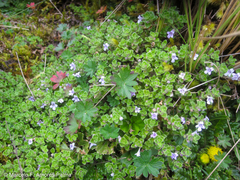 Clinopodium nubigenum