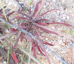 Manulea cheiranthus