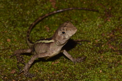 Enyalius boulengeri