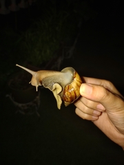 Lissachatina fulica
