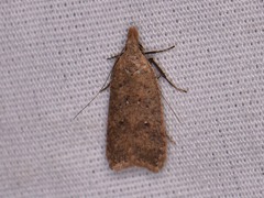 Dichomeris ventrellus